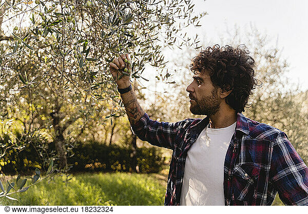 Man examining olive on branch of tree