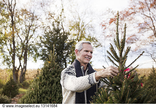 Man examining pine trees in farm