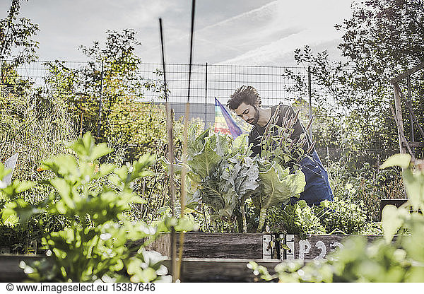 Man gardening in urban garden