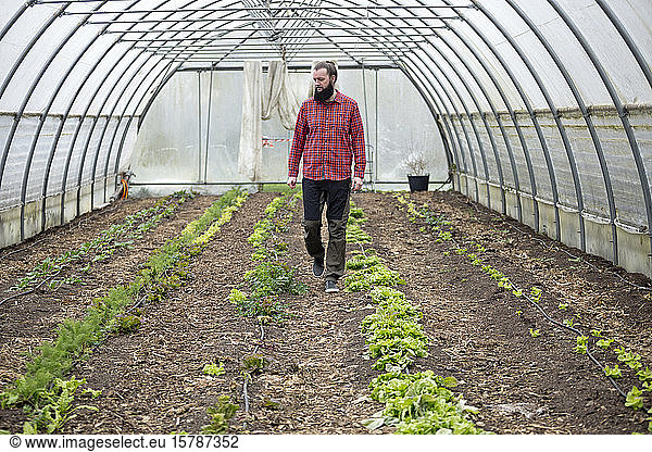 Man growing lettuce in a greenhouse