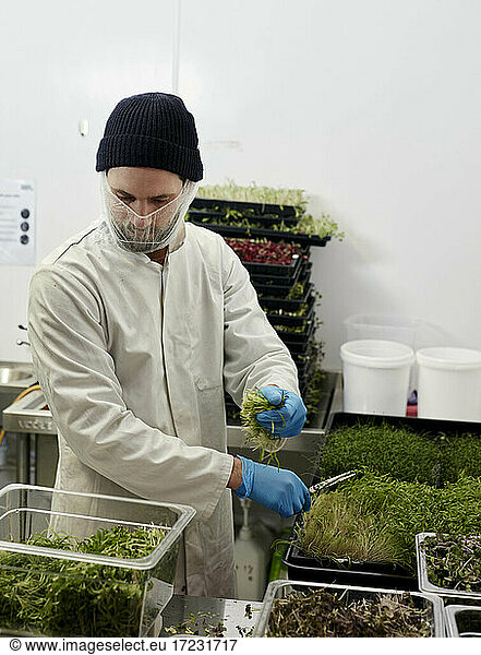 Man harvesting microgreens in urban farm