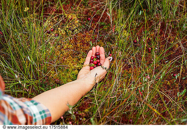 Man harvests cranberries among the swamps