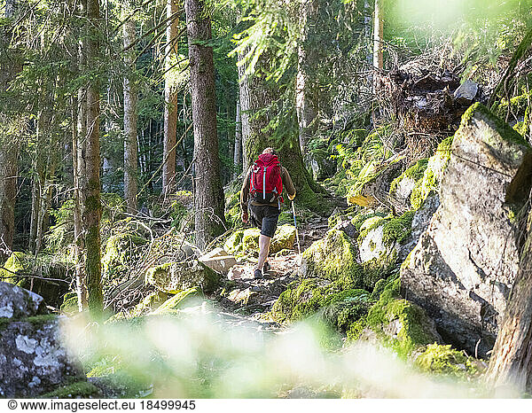 Man hiking in the Black Forest on narrow footpath  Baden-Württemerg  Germany