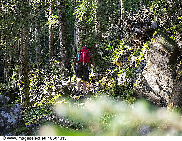 Man hiking in the Black Forest on narrow footpath  Baden-Württemerg  Germany