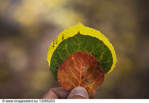 Man holding autumn leaves in hand