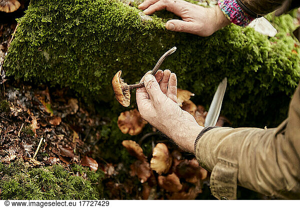 Man holding edible fungus in woodland