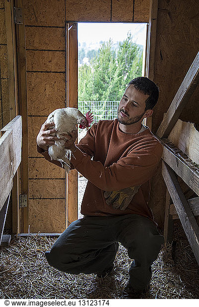 Man holding hen while crouching in animal pen