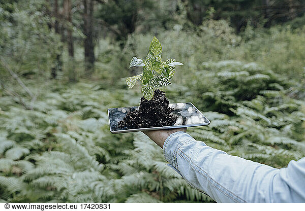 Man holding plant on top of digital tablet in forest
