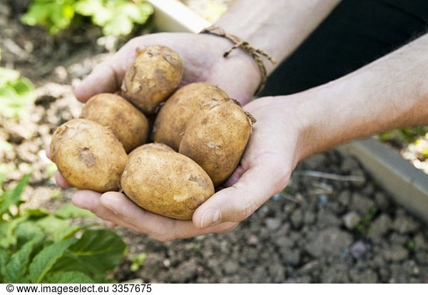 Man holding potatoes in hands