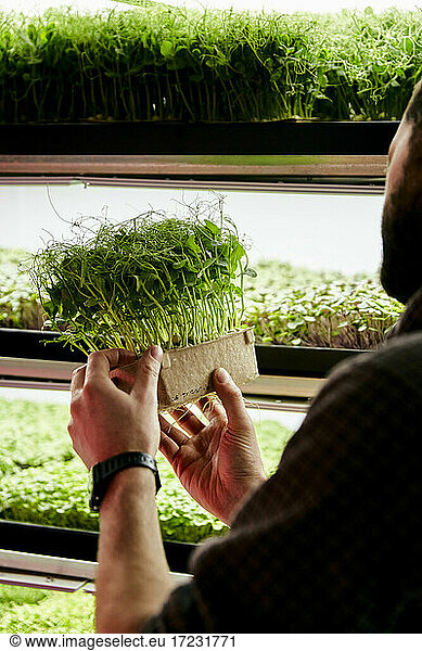 Man holding tray of pea microgreens seedlings in urban farm