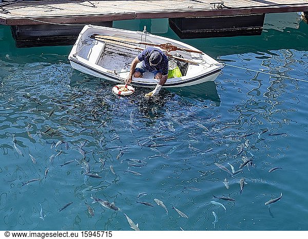 Man in boat feeding fish at the port of San Sebastian  San Sebastian  La Gomera  Canary Islands  Spain  Europe