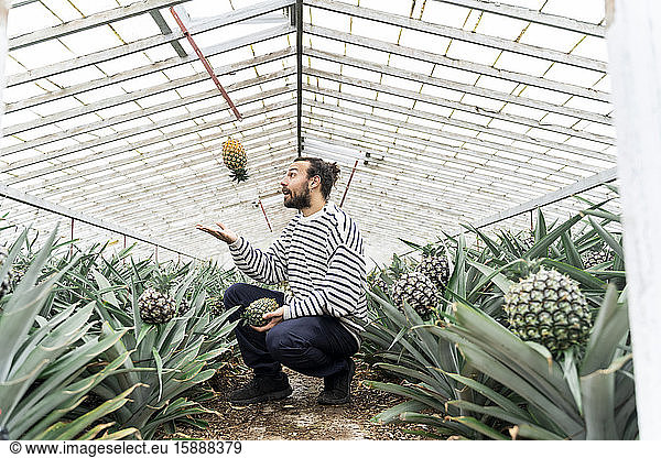 Man in greenhouse throwing up pineapple