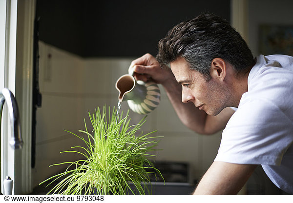 Man in kitchen using jug watering plant