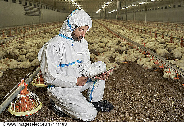 Man in protective suit using digital tablet in chicken farm