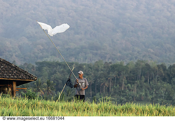 Man in rice fields  Bali  Indonesia