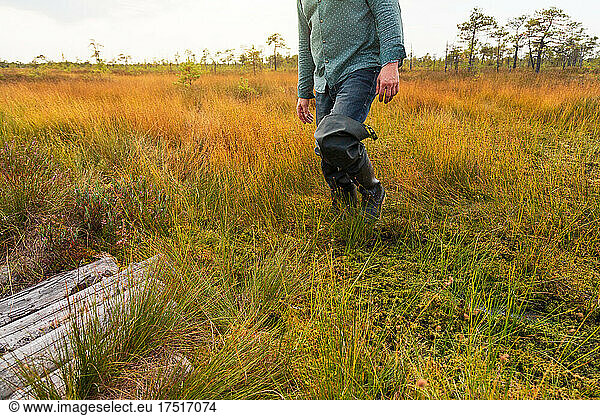 Man in rubber boots picks cranberries in the swamp