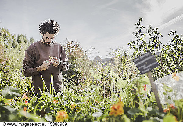 Man in urban garden examining flower