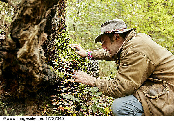 Man inspecting edible fungi at base of tree in woodland