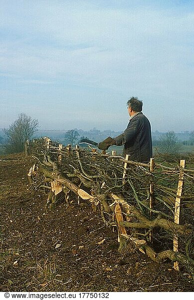 Man laying hedge  England  Great Britain