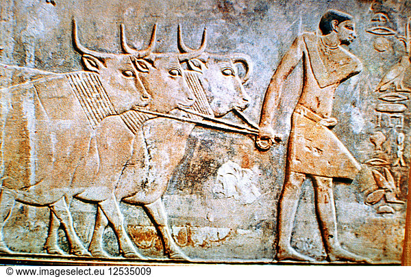 Man leading cattle  wall relief from the Tomb of Ptahhotep  Saqqara  Egypt  24th century BC. Artist: Unknown