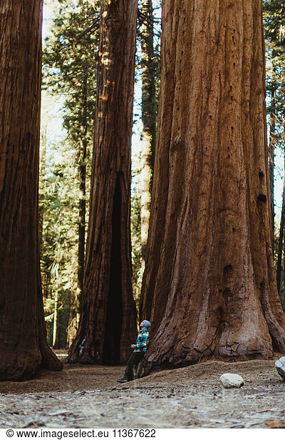 Man leaning against sequoia tree  Sequoia national park  California  USA