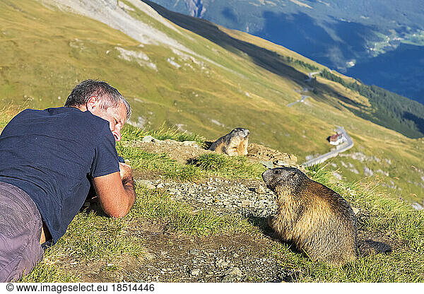 Man looking at Alpine Marmot on sunny day  Carinthia  Austria