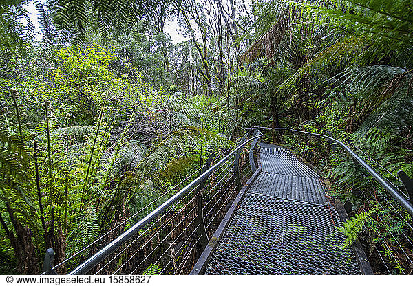 man made bridge on the Triplet Waterfall trail in Victoria / Australia