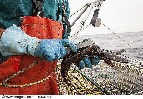 Man measuring lobster