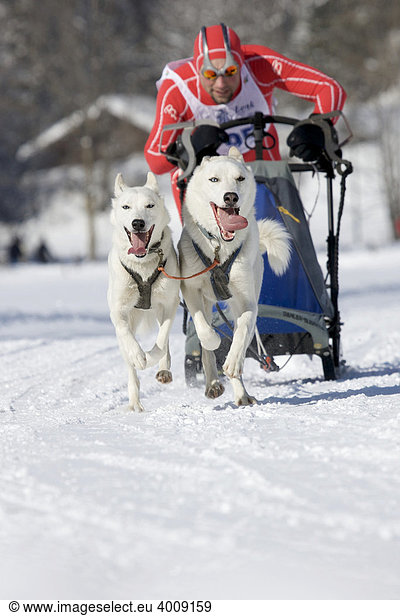 Man mushing his sled dog team of sibirian huskies at a race in winter on snow