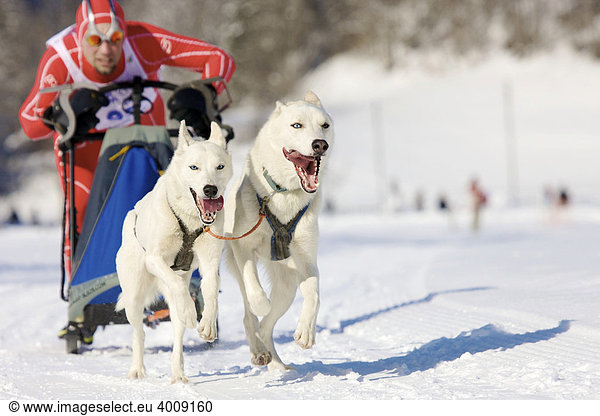Man mushing his sled dog team of sibirian huskies at a race in winter on snow