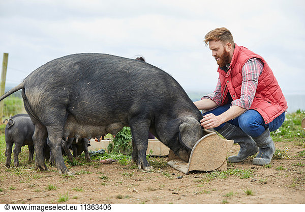 Man on farm feeding pig and piglets