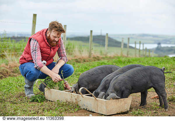 Man on farm feeding piglets