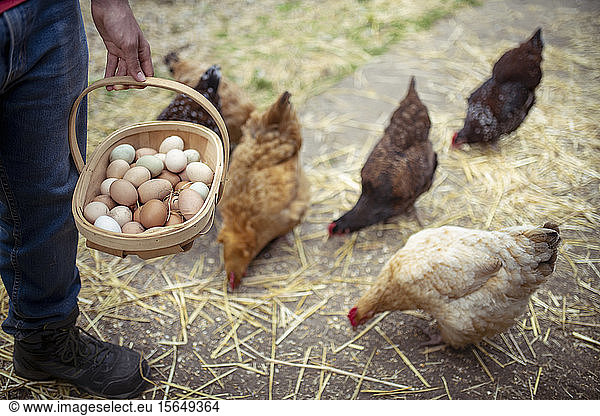 Man picking hens eggs in organic vegetable garden