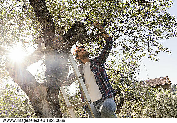 Man picking olives standing on ladder at tree