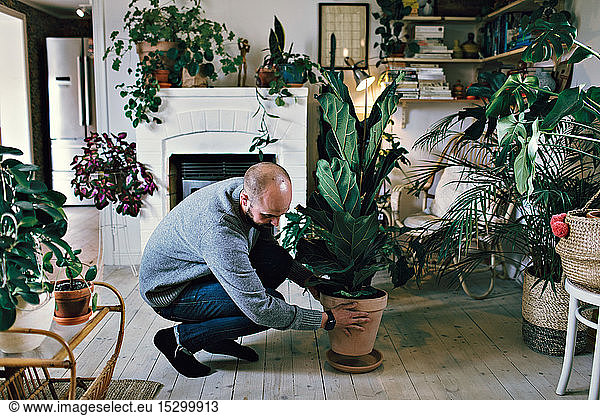 Man positioning potted plant on hardwood floor in room at home