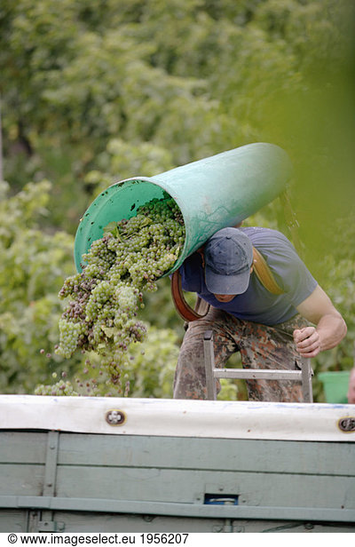 Man pouring grapes on truck