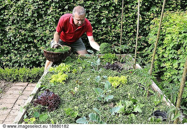 Man prepares raised bed  mulch with grass clippings  young plants  vegetable plants  mulch