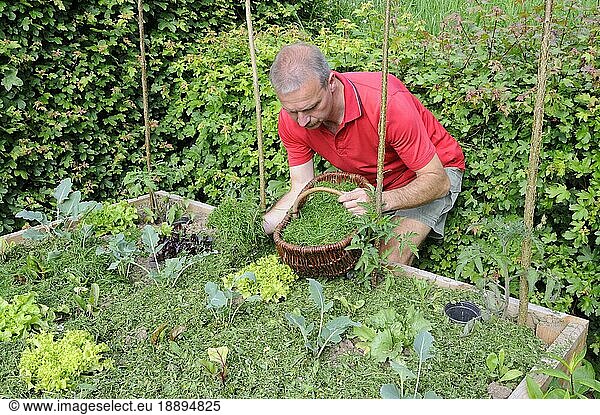Man prepares raised bed  mulch with grass clippings  young plants  vegetable plants  mulch