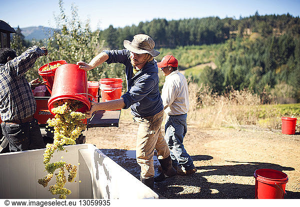 Man putting grapes in containers from bucket