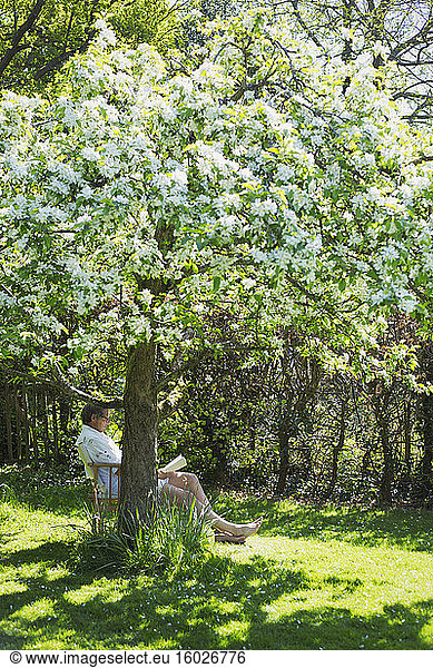 Man reading book below flowering tree in sunny tranquil garden