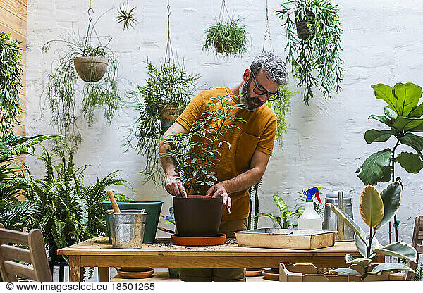 Man repotting green plant (Schefflera Umbrella Dwarf Plant)