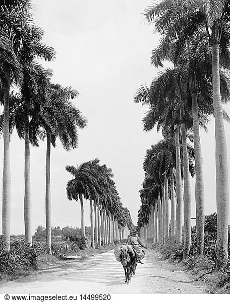 Man Riding Donkey  Avenue of Palms  Havana  Cuba  Detroit Publishing Company  1903