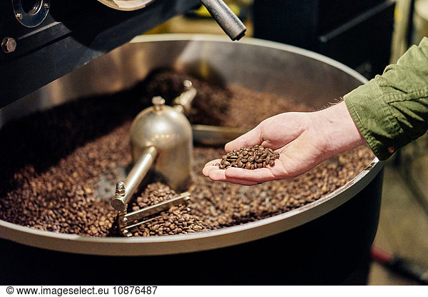Man's hand holding coffee beans from roaster