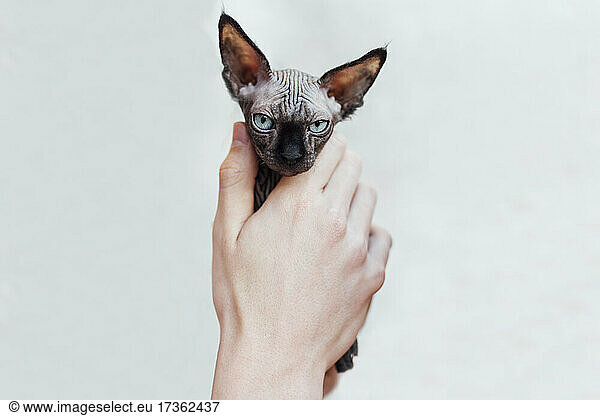 Man's hand holding kitten in front of wall
