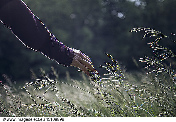 Man's hand touching grasses