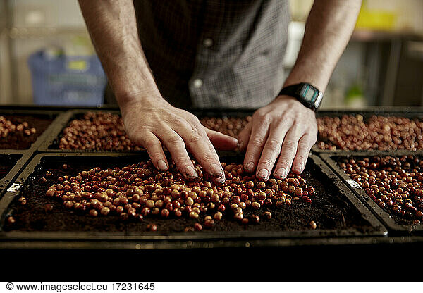 Man's hands arranging pea seeds in seed tray in urban farm