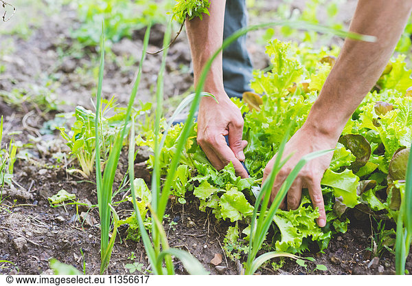Man's hands picking fresh salad greens in garden