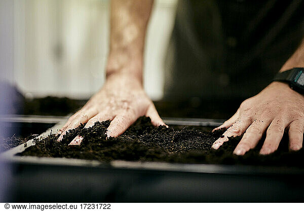 Man's hands preparing seed bed tray with compost