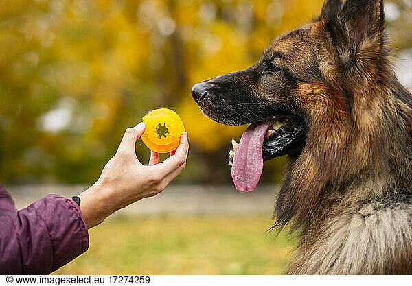 Man showing toy to dog while giving training at park