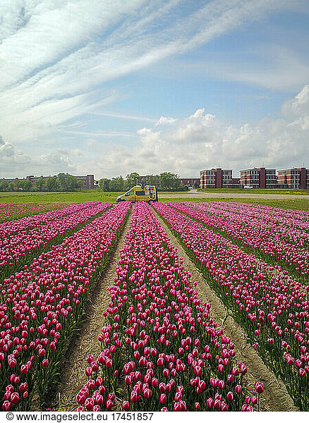Man sits on his campervan in the Netherlands to Enjoy the tulip field